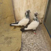 سینه دمسیاه زغالی عطیقه|پرنده|تهران, یافتآباد|دیوار