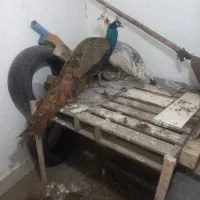 دوتاطاوس نروماده ۳ساله