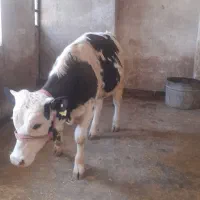 گوساله نر مخصوص قصابی