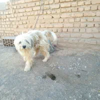 پاپی پشمالو