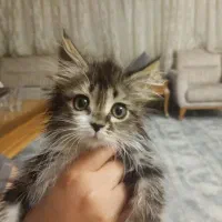 اسکاتیش گروبه خونگی زرنگ بازی گوش