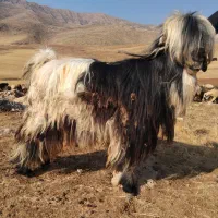 بعد تخمی|حیوانات مزرعه|رودشت (چهارمحال و بختیاری), |دیوار