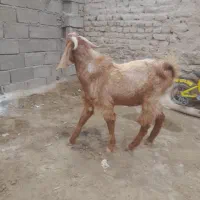 بز نر|حیوانات مزرعه|هامون, |دیوار