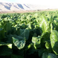 فروش ذلق واسفناج