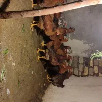 جوجه