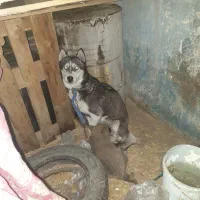 سگ هاسکی ماده