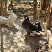نر درشت و چاقچول|پرنده|قم, چهار مردان|دیوار