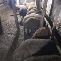 بره نرفروشی