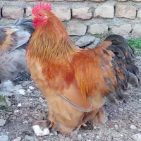 مرغ وخروس زینتی