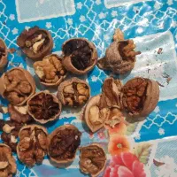 گردو پوست کاغذی