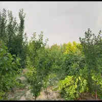 باغ-مثمر-دهقاضی-پروانه-دار