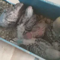 مرغ عشق از گلچینی از بهترین نژادها|پرنده|خمینی‌شهر, |دیوار