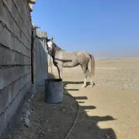 مادیان آبستن به همراه کره نریون یک ساله