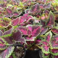 ۷ مدل گل زیر ۱۰۰ هزار تومن