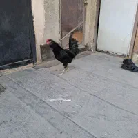 خروس جوان گلین|حیوانات مزرعه|شهریار, کهنز|دیوار