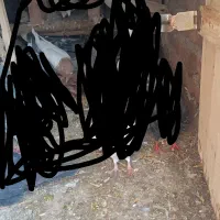 کبوتر باخت رفته