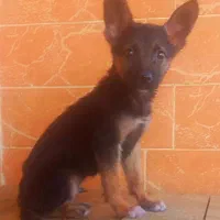 سگ ژرمن شیپرد جرمن کینگ سایز موکوتاه شاه توله (نر)