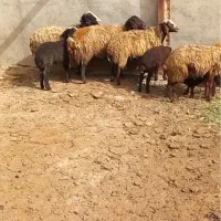میش بره دار