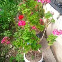 گل های فروشی‌