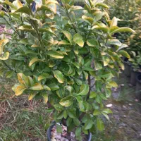 فروش شمشاد طلایی یوکا وشمشاد سبز برگ ریز|گل و گیاه طبیعی|نشتارود, |دیوار