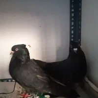 کبوتر ماده پرشی ساعت بالا ضمانتی