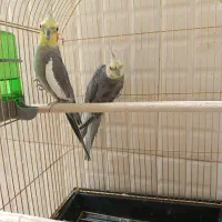 یک جفت عروس هلندی نر وماده سرحال