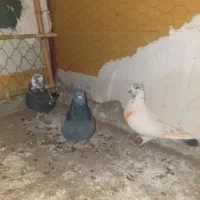 سه عدد کبوتر|پرنده|آبدانان, |دیوار