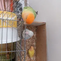 ۳ عدد طوطی برزیلی