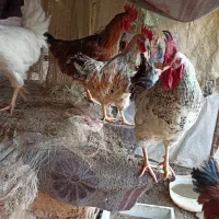 خروس|حیوانات مزرعه|یزد, |دیوار