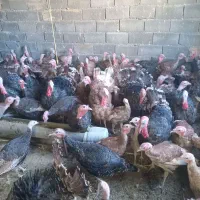 ۷۰ عدد بوقلمون سالم|حیوانات مزرعه|قم, دانش|دیوار