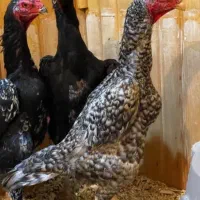 جوجه مرغ لاری اوشامو حجازی