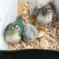 طوطی گرینچیک تراکوییس یلوساید نرمه خور با تست