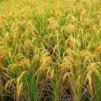 شالی فجر سوزنی فروشی|خوردنی و آشامیدنی|مینودشت, |دیوار