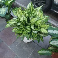 گلخانه گلستان افتتاح شد|گل و گیاه طبیعی|گلستان (تهران), |دیوار