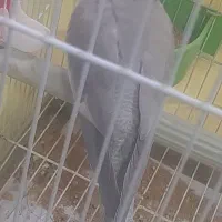 عروس هلندی ماده