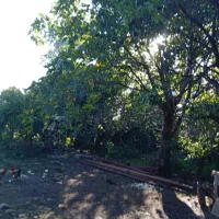 زمین سنددار رضوانشهر|فروش زمین و ملک کلنگی|رشت, چله خانه|دیوار