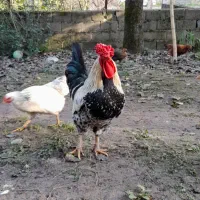 خروس فروشی|حیوانات مزرعه|گوراب زرمیخ, |دیوار