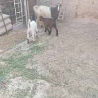 بز دوقلوزا|حیوانات مزرعه|آغاجاری, |دیوار