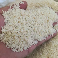 انواع برنج ایرانی فجرسوزنی لاشه سرلاشه طارم|خوردنی و آشامیدنی|شاهرود, |دیوار