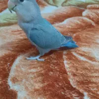 کوتوله زیبا وخاص