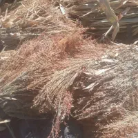 جارو برای مصرف دام