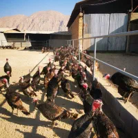 فروش بوقلمو