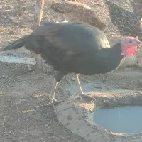 بوقلمون نرمحلی