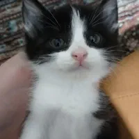 بچه گربه دختر ناز