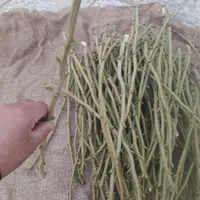 ترکه اکبری و احمداقایی باکیفیت|خدمات باغبانی و درختکاری|سیرجان, |دیوار