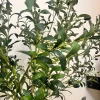 گل مصنوعی(درختچه زیتون)|گل مصنوعی|تهران, تهرانسر شرقی|دیوار