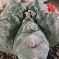 کاکتوس کیکو|گل و گیاه طبیعی|قم, پردیسان|دیوار