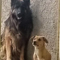 ژرمن موبلند نر|سگ|بردسیر, |دیوار