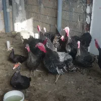 بوقلمون برنزه کاملا  اورگانیک بابهترین دان پرواری|حیوانات مزرعه|مشهد, سیلو|دیوار