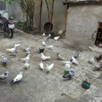 فروش یامعاوضه مقداری کبوتر|پرنده|الیگودرز, |دیوار